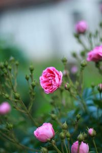 Close-up of pink rose in bloom