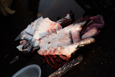 Close-up of fish in water