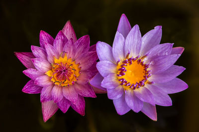 Close-up of pink flower against black background