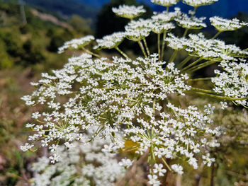 Close-up of flowers