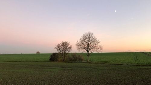 Bare trees on field against sky during sunset