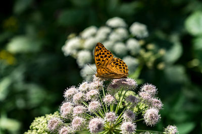 Butterfly pollinating on flower