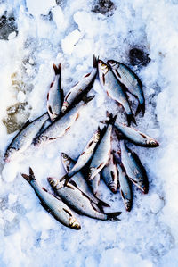 Dead fish on snow