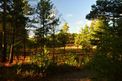 Trees growing on field against sky