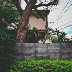 Cat on tree against plants