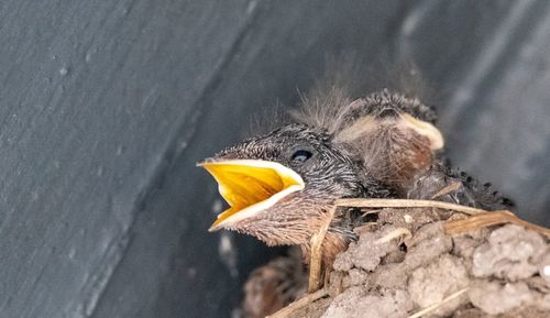 Close-up of a bird in nest