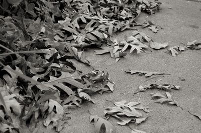 Close up of leaves