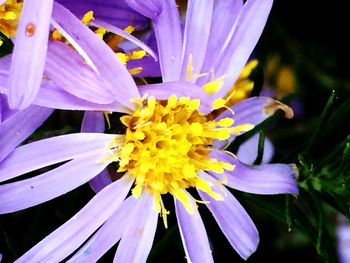 Close-up of purple flower