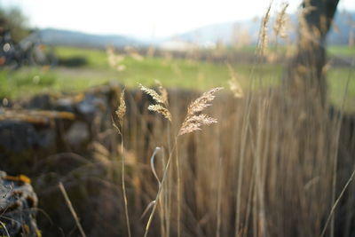 Close-up of stalks in field