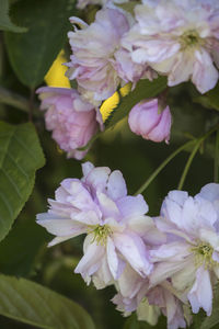 Close-up of flowers