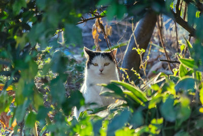 Portrait of a cat