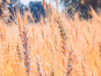 Close-up of wheat crops growing on field