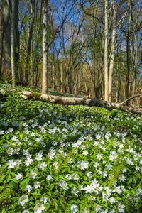 Scenic view of flowering trees in forest