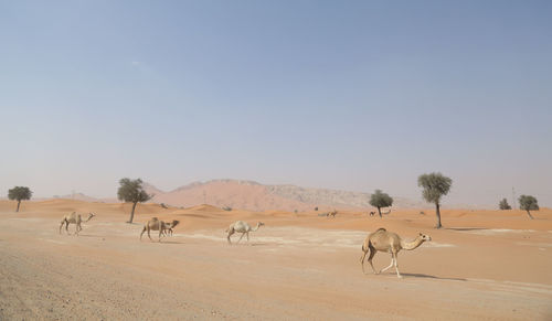 View of a desert