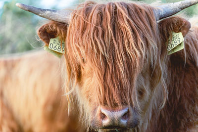 Highlander cows in the dunes of wassenaar the netherlands.