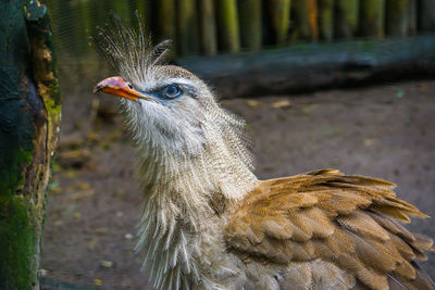 Close-up of a bird looking away