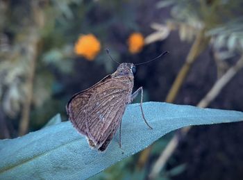 Close-up of butterfly on leaf