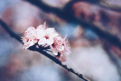 Close-up of cherry blossoms in spring