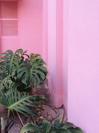 Close-up of potted plant against wall at home