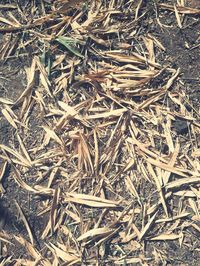 Full frame shot of lizard