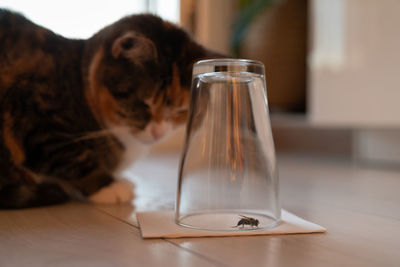 Curious cat carefully watching a caught wasp or fly in an inverted glass beaker. pet life at home.