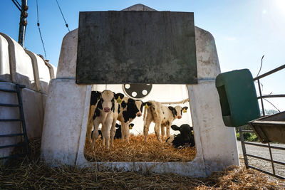 Cows standing in front of built structure