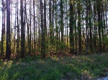 Scenic view of forest