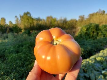 Close-up of hand holding tomato