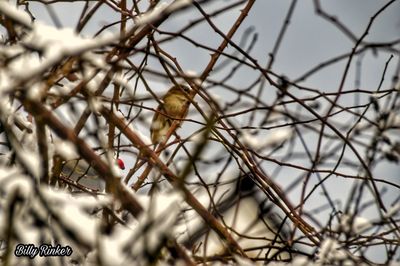 Close-up of bird perching on bare tree