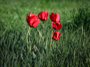 Close-up of red flower on field