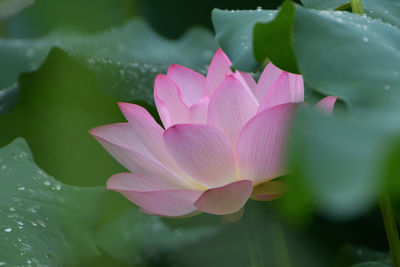 Close-up of raindrops on flower