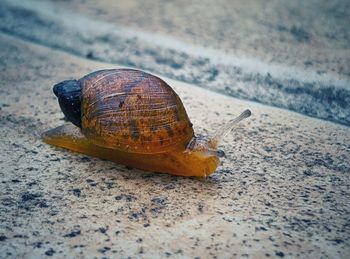 Close-up of snail