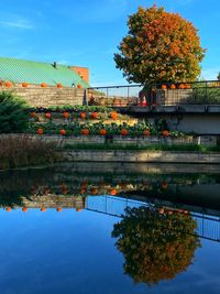 Reflection of trees in swimming pool by lake against sky