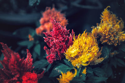 Close-up of multi colored flowers outdoors