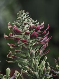 Close-up of pink flower