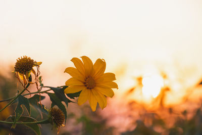 Close-up of yellow flowering plant