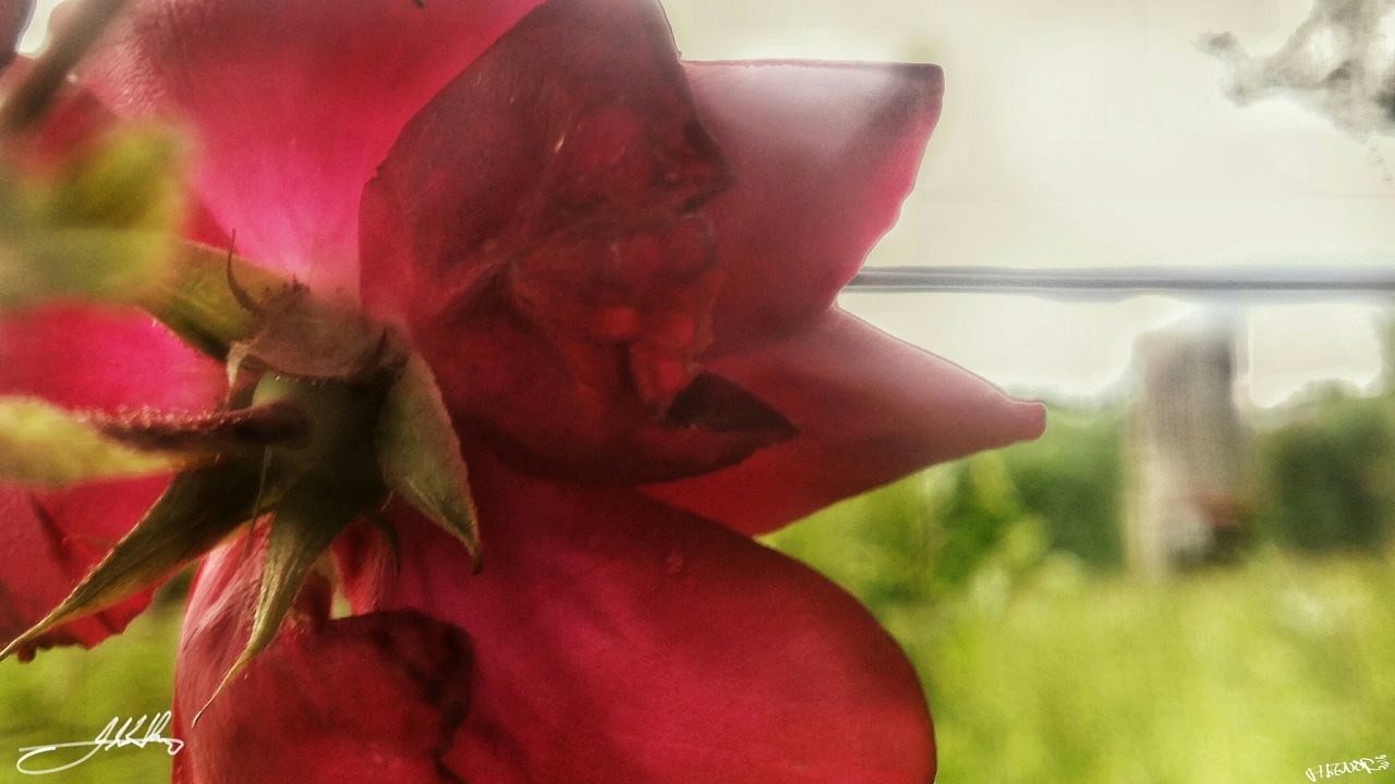 CLOSE-UP OF RED FLOWERS