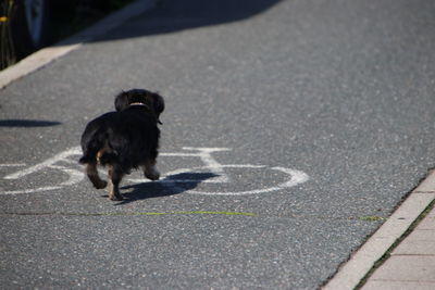 View of dog on street