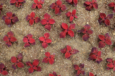 High angle view of red flowering plant on field