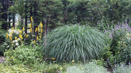 Plants and trees in park