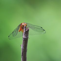 Close-up of dragonfly on leaf