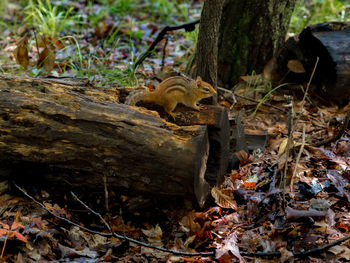 Close-up of squirrel on tree