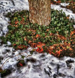 Moss growing on tree trunk