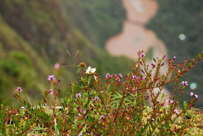 Close-up of pink flowers