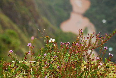 Close-up of pink flowers