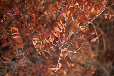 Close-up of autumn leaves on tree