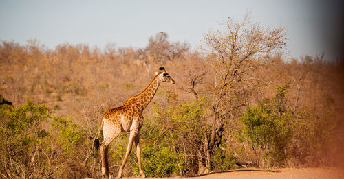 View of an animal on field