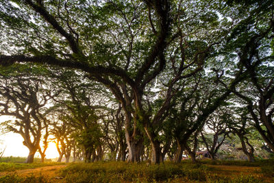 Trees in forest