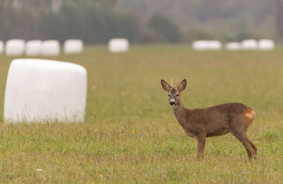 Deer in a field