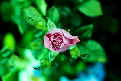 Close-up of pink rose